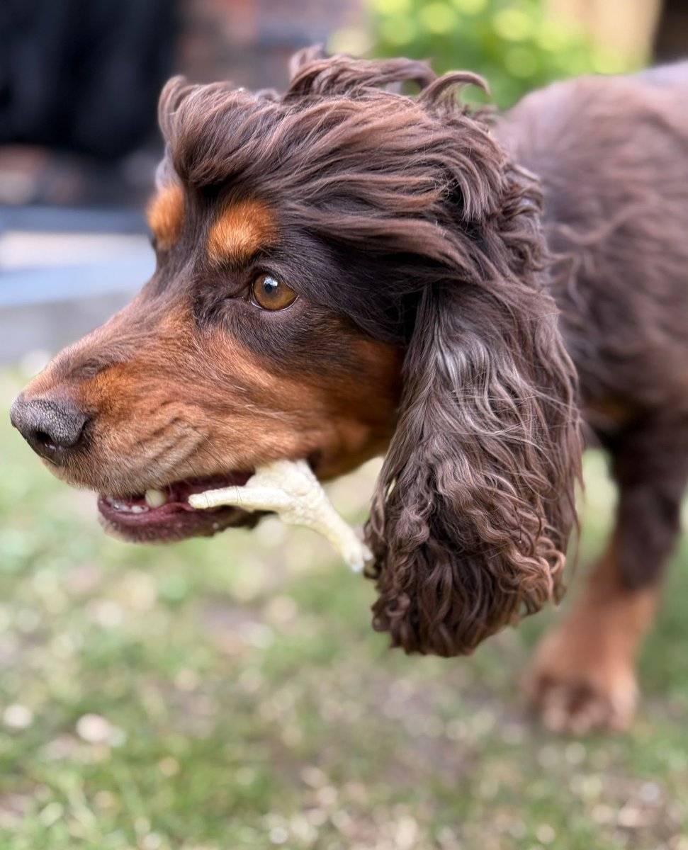 Ruby, a chocolate cocker spaniel, enjoying a natural treat in the garden